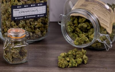 Comment Choisir la Meilleure Qualité de Fleurs de CBD?