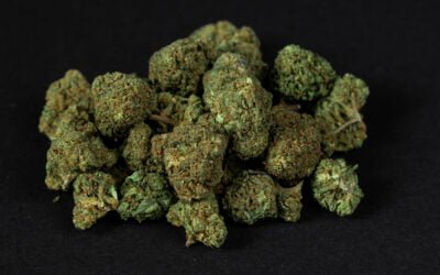 Amnesia CBD : Découvrez les bienfaits de cette variété de cannabis thérapeutique