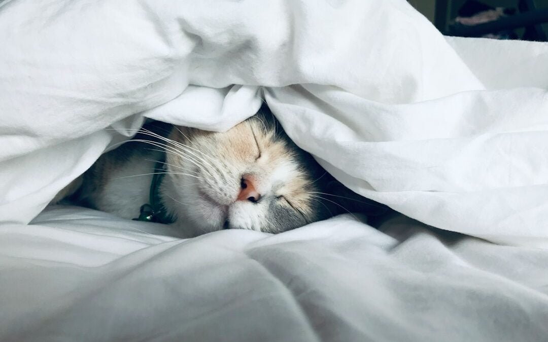 L’Huile de CBD et le Sommeil: Ce que les Études Disent