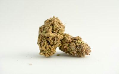 Le Guide Complet des Fleurs de CBD: Variétés et Utilisations