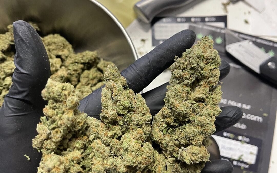 La Légalité du CBD : Ce Que Vous Devez Savoir en 2024
