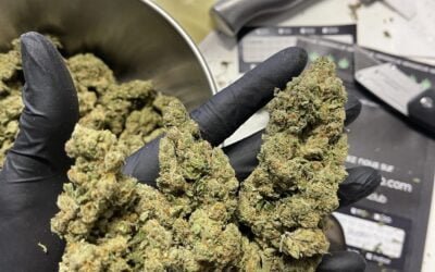 La Légalité du CBD : Ce Que Vous Devez Savoir en 2024