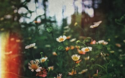 Fleurs de CBD: Comment les Cultiver et les Récolter