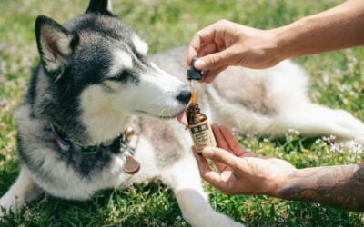 10 Faits Surprenants sur le CBD Que Vous Ne Connaissez Probablement Pas