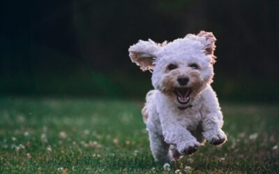 CBD pour les Animaux: Ce que Vous Devez Savoir