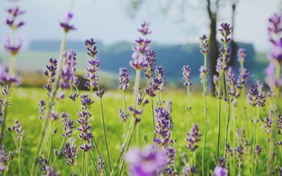 Comprendre l’huile CBD : son fonctionnement expliqué