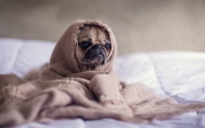 Comment donner de l’huile de CBD à son chien ?