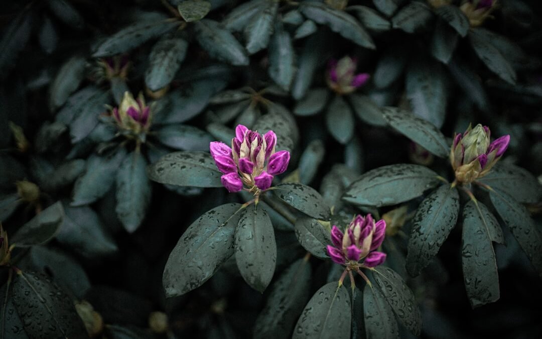 Conserver vos fleurs de CBD : nos astuces