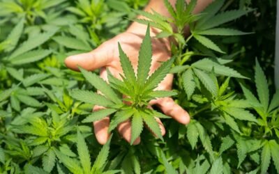 Vendre du CBD en ligne: conseils efficaces