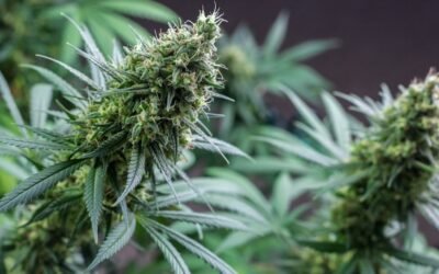 Comment produire du CBD : guide pratique