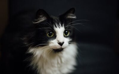 Comment donner du CBD aux chats