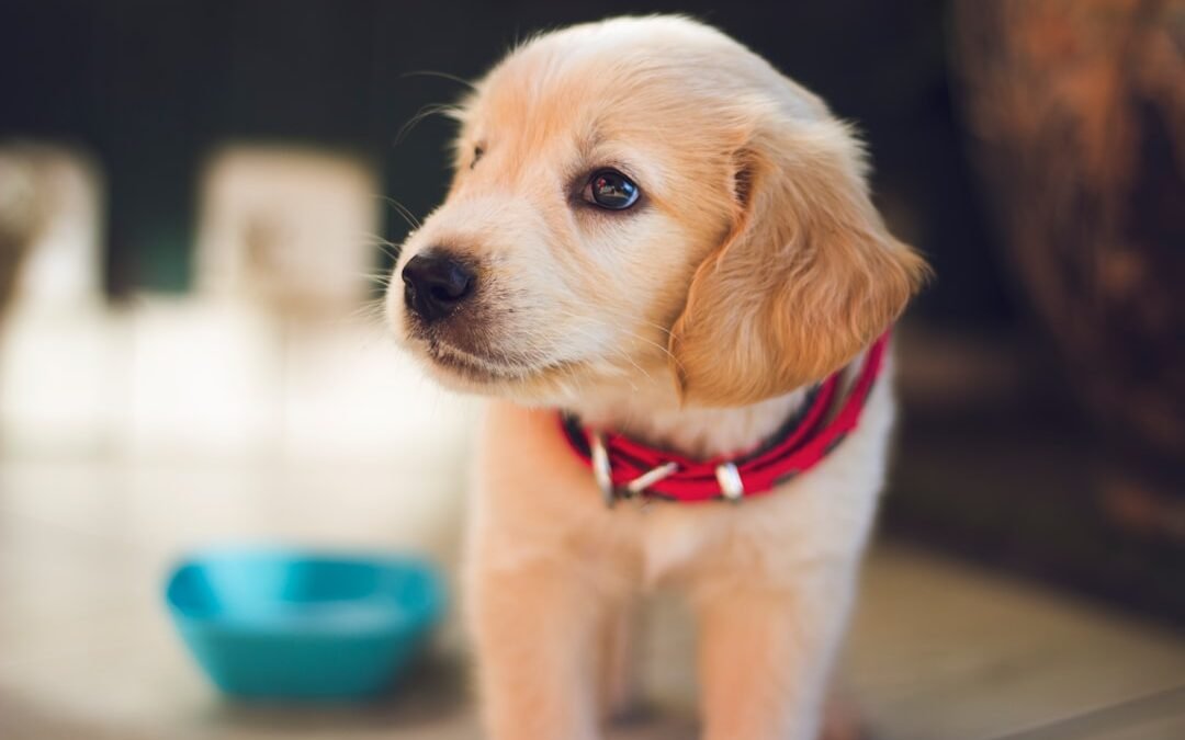 Comment donner du CBD à votre chien : conseils pratiques