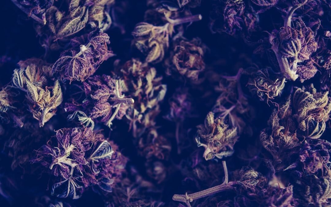 Comment reconnaître du CBD de la beuh
