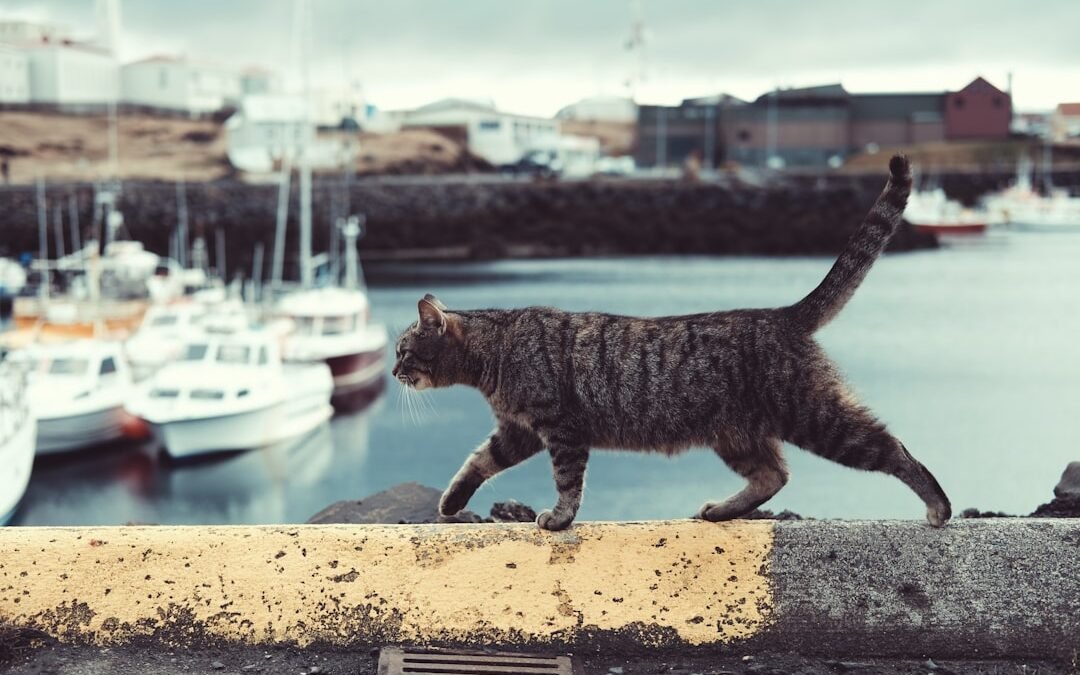 Comment donner du CBD à son chat: guide complet