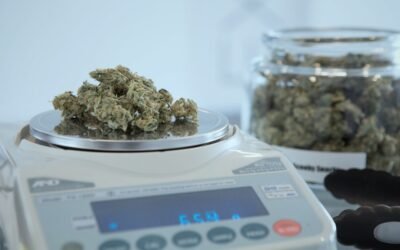 Comment différencier CBD et weed : guide complet
