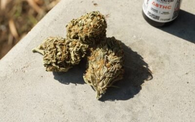 Comment consommer la fleur de CBD
